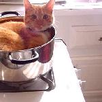 Here's some very HOT pussy.