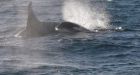 Researchers using 'whale breath' to study endangered orcas off B.C. coast