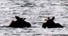 'Hard to believe': Western Arctic community marvels at moose sighting