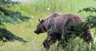 Car 0, grizzly 1: Bear survives without even a limp in crash that totals vehicle