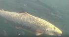 B.C. First Nations occupy a second salmon farm as company raises safety concerns