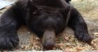 'Odd thud' wakes retired B.C. couple, ends in bloody battle with massive black bear