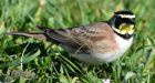 123 birds die at Fort Hills oilsands project in northern Alberta