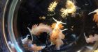'Very impressive' marine life enters North America on debris from Japanese tsunami