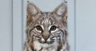 Bobcat pair spotted in southwest Calgary backyard