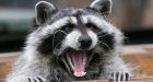Raccoon captured and killed near Banff
