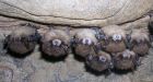 Researchers use 'mini tanning beds' to treat white-nose syndrome in bats