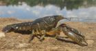 Mutant crayfish got rid of males, and its clones are taking over the world