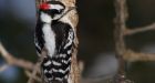 Brains of woodpeckers contain protein found in humans with brain damage