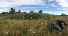 'Evil crab grass on steroids' moves into Alberta