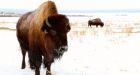 25 years later, Syncrude's bison herd thriving on reclaimed oilsands lands