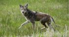 Three-year-old attacked by coyote in White Rock
