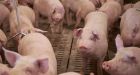 China to increase examination of Canadian pork imports