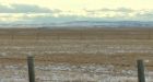 Blood Tribe wins massive land claim battle in Federal Court