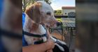 Story of a dog found with a slit throat and duct-taped muzzle actually a hoax: police