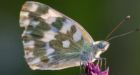 Nature crisis: 'Insect apocalypse' more complicated than thought