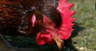 Louisiana police looking for 'aggressive chicken' terrorizing bank customers