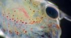 Microplastics collecting in lobster larvaet