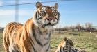 Big cats seized from park belonging to Tiger King couple