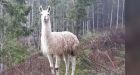 Llama that served as unofficial mascot for Island gun range found dead | CTV News