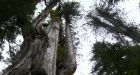 Old-growth logging deferrals in B.C. increase to 2.1M hectares