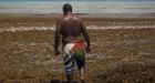 Huge masses of foul-smelling seaweed in the Caribbean could cause headaches for sun-seekers