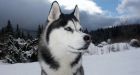 The incredible journey - Dog crosses desert, mountains to get back home