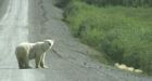 Polar bear remains a species 'of special concern'