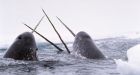 Long-tusked whale at risk because of climate change