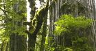 Ancient B.C. rainforest could be logged