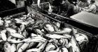 Canada, U.S. reach deal to protect Pacific Ocean salmon