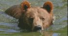 Young male grizzlies seek own territory