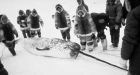 Culled narwhals help feed hungry in the High Arctic