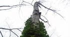 Invasive plants beat native trees to space, sun and water