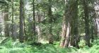 B.C. won't stop old-growth logging: forests minister