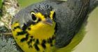 Songbird decline shows need to protect boreal forest, environmentalists say