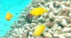 Report says climate change threatens millions who live off sea
