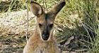 'High' wallabies blamed for Aussie crop circles