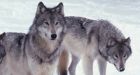 Arctic researcher flees after wolves gorge on bacon