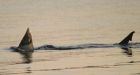 US officials tag great white sharks for 1st time in Atlantic
