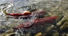 No answers in B.C.'s sudden salmon collapse