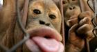 Humans evolved from orangutans not chimpanzees, new theory says