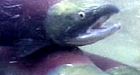 Dwindling salmon stocks poorly managed: biologist