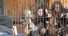 Caged 'cavemen' go on display at zoo