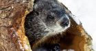 Furry forecasters predict 6 more weeks of winter weather