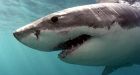 New Zealand girl, 14, uses body-board to fend off shark