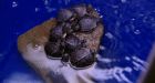 Blanding's turtle rescue efforts continue