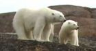 Baffin Bay polar bear hunting quota to be cut
