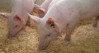 Genetically modified pork a little closer to our tables
