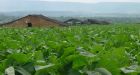 Federal anti-tobacco farming program up in smoke